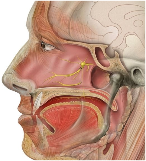 Gli atrofici diagnosticati “senza osso” a Milano hanno osso in abbondanza: quello che manca è la diagnosi completa